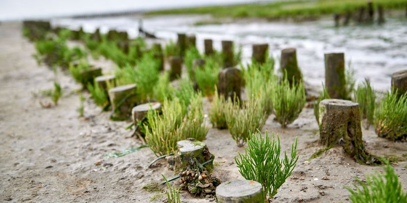 Blick auf Queller, die an Holzpfählen wachsen im Wattenmeer 